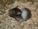 Entzückende syrische Hamsterbabys – ein tolles Geschenk für Kinder! - фото 6