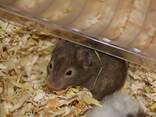 Entzückende syrische Hamsterbabys – ein tolles Geschenk für Kinder! - фото 7