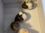 Entzückende syrische Hamsterbabys – ein tolles Geschenk für Kinder! - фото 9