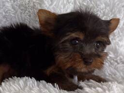 Entzückende Yorkie-Welpen