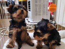 Щенки мини-йоркширского терьера