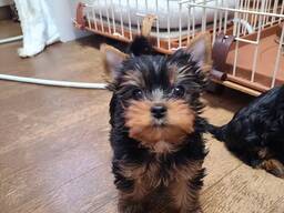 Wunderschöne kleine Yorkie-Welpen
