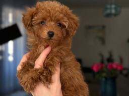 Entzückende Zwergpudelwelpen zu verkaufen