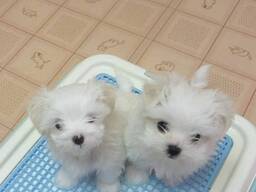 Entzückender Malteser-Welpe