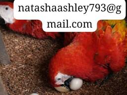 Fertile Parrot Eggs – International Shipping Available