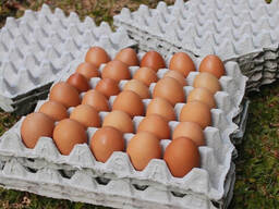 Fertilized Chicken/Table Chicken Eggs / Fresh Brown and White Table eggs Best Cheap Price