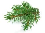 Fir Needle Oil (Abies sibirica) - фото 1