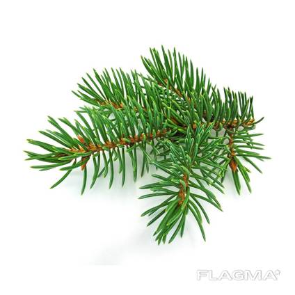 Fir Needle Oil (Abies sibirica)