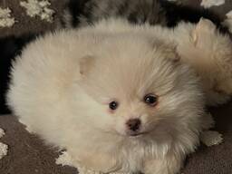 Flauschigen und fabelhaften Pomeranian-Welpen