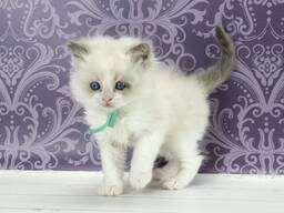 Fluffy Ragdoll Kitten Available for Adoption