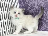 Fluffy Ragdoll Kitten Available for Adoption - фото 1