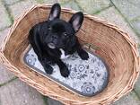 Французского бульдога - фото 3