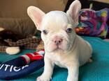 Französische Bulldoggenwelpen zur Vermittlung - фото 3