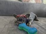 Französisch Bulldoggen zu verkaufen - фото 2