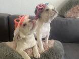 Französisch Bulldoggen zu verkaufen - фото 6