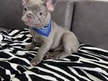 Französisch Bulldoggen zu verkaufen - фото 8