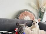 Französisch Bulldoggen zu verkaufen - фото 11