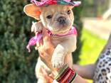 Französisch Bulldoggen zu verkaufen - фото 13