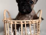 Französische Bulldogge Welpen mit Ahnentafeln - фото 1