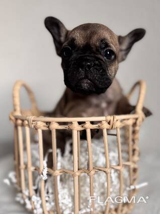 Französische Bulldogge Welpen mit Ahnentafeln