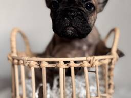 Französische Bulldogge Welpen mit Ahnentafeln