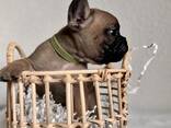 Französische Bulldogge Welpen mit Ahnentafeln - фото 6
