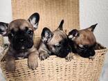 Französische Bulldogge Welpen mit Ahnentafeln - фото 7