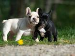Französische Bulldoggenwelpen - фото 4