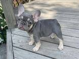 Französische Bulldogge - photo 2