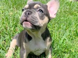 Französische Bulldoggenwelpen