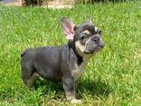 Französische Bulldoggenwelpen - photo 1