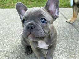 Französische Bulldoggenwelpen