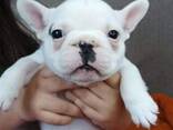 Französische Bulldoggenwelpen zu verkaufen - фото 1