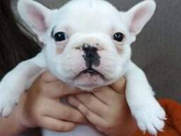 Französische Bulldoggenwelpen zu verkaufen