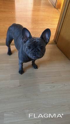 French Bulldog