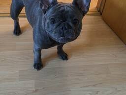 French Bulldog