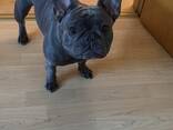 French Bulldog - фото 3