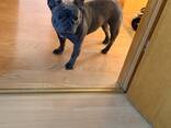 French Bulldog - фото 4