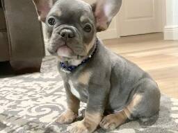 French bulldog puppies