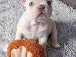 French bulldog puppies - photo 1