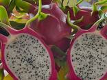Fresh Dragon Fruit from Vietnam - фото 2