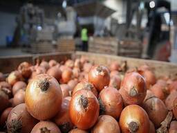Fresh Farm Onions, Potatoes, Carrots, Garlic, Cabbage, Chickpeas, Lentils, Yellow Corn