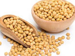 Fresh Non Gmo Soybeans / Soya Bean