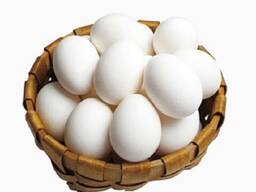 Fresh table eggs Fresh White and Brown Table fresh Chicken Eggs Fresh/ Fertilized Eggs