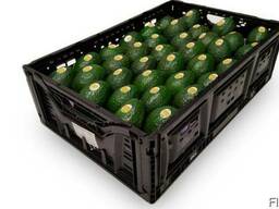 Frische Avocado zu verkaufen