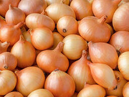 Frische Zwiebeln