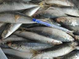 Frozen Pacific Mackerel WR Fish Food Frozen 400 600