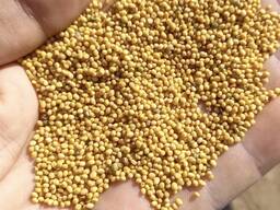 Gelbe Senfsaat (Yellow Mustard Seeds)