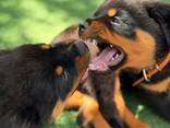 Gesunde Rottweiler-Welpen zu verkaufen. . - фото 1