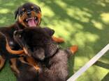 Gesunde Rottweiler-Welpen zu verkaufen. . - фото 3